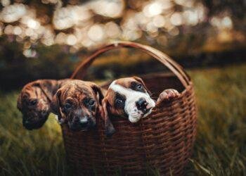 La ausente y necesaria regulación a la comercialización de animales de compañía