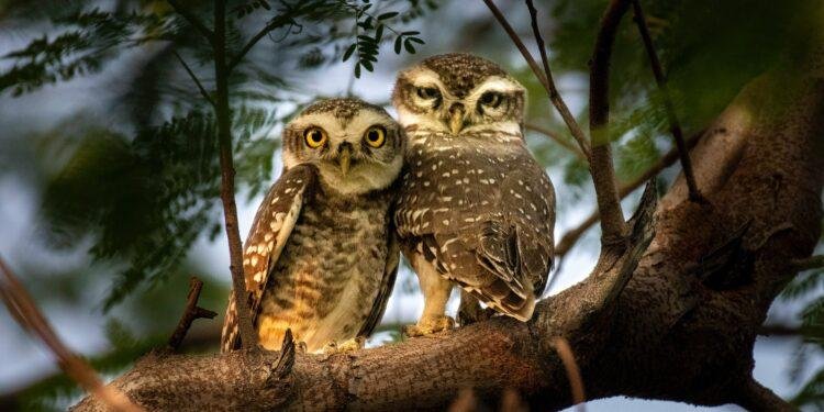 ¿Por qué deberíamos hablar de naturaleza y no de medio ambiente en materia ambiental?