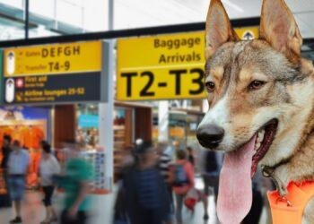 Principales inconvenientes del proyecto de ley para el transporte aéreo de animales de compañía