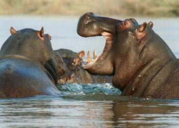 Especies exóticas invasoras, las arrendatarias de los ecosistemas